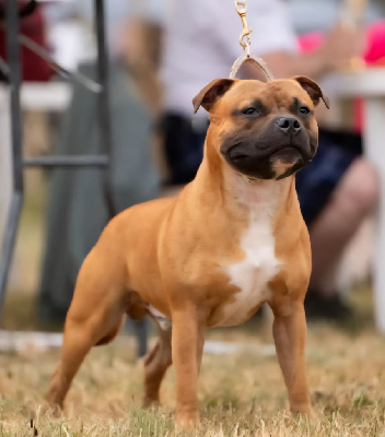 Étalon Staffordshire Bull Terrier - Vini Staffords Slim Precious