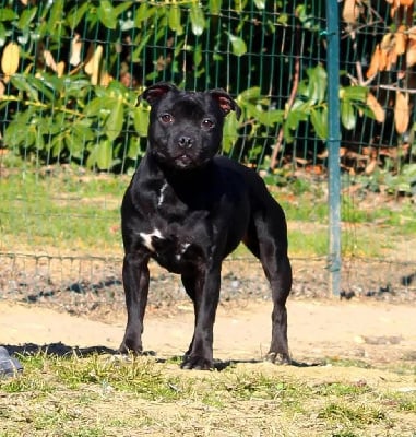 Étalon Staffordshire Bull Terrier - Terrier's Paradise Vayanna