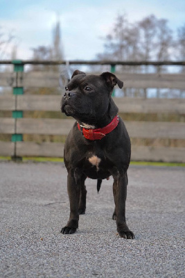 Étalon Staffordshire Bull Terrier - Pipper Du Domaine De Granite Eure