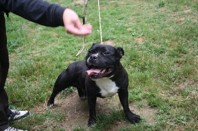 Étalon Staffordshire Bull Terrier - Vulcano du Pirasset