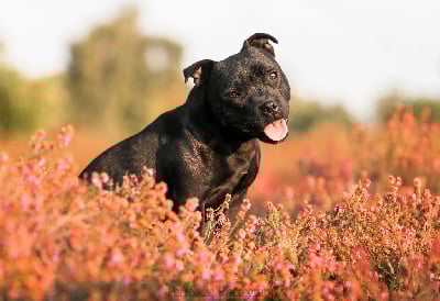 Étalon Staffordshire Bull Terrier - Vaya Du Saut Du Roi