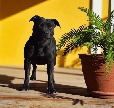 Étalon Staffordshire Bull Terrier - Uly dog'star (Sans Affixe)