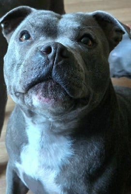 Étalon Staffordshire Bull Terrier - S'alaska at domaine des alunts kennel (Sans Affixe)