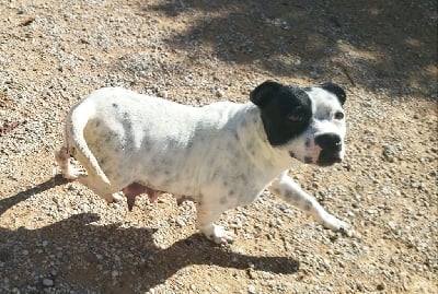 Étalon Staffordshire Bull Terrier - Everybody's Got Sorceline