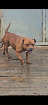 Étalon Staffordshire Bull Terrier - Twix (Sans Affixe)