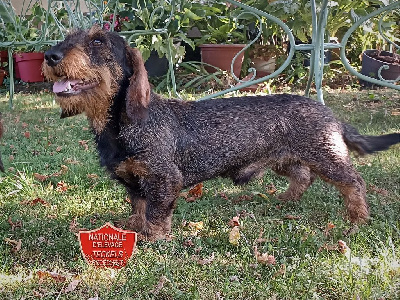 Étalon Teckel poil dur - CH. Unik Du Berry Noir