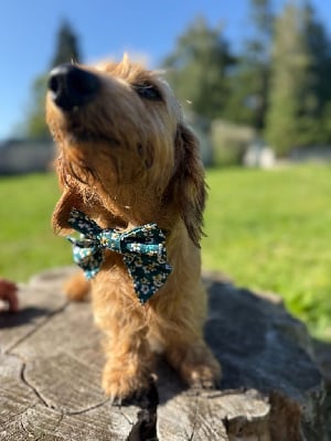 Étalon Teckel poil dur - Shiny Du domaine de saint clair