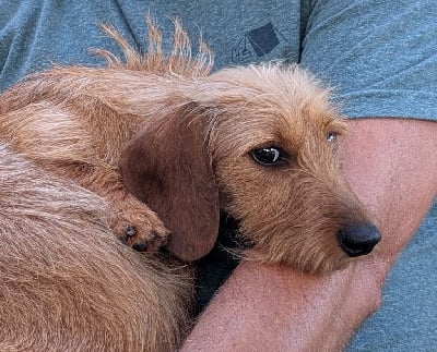 Étalon Teckel poil dur - Ugoline de Bellemanie