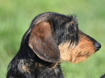 hivilit Jamais perdre