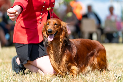 Étalon Teckel poil long - Urbie (dit urijah) van der wijsterhoeve