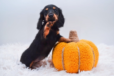 Étalon Teckel poil long - Diamondskane Annette