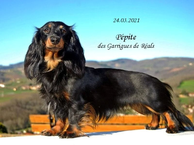 Étalon Teckel poil long - CH. Pépite des Garrigues de Réals