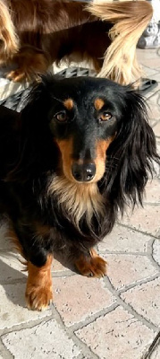 Étalon Teckel poil long - U'love les anges de l'amapola (Sans Affixe)