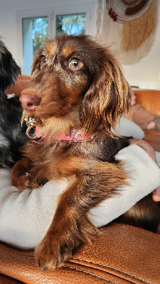 Étalon Teckel poil long - Very beautiful moshi des P'tits Cartoons