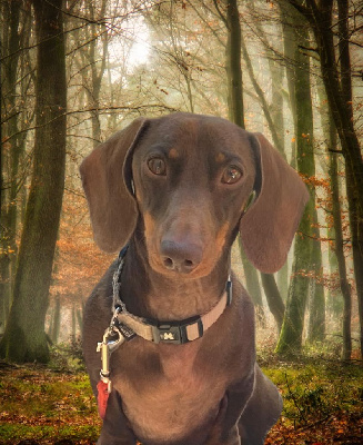 Scout de la Vallée Secrète d'Isis