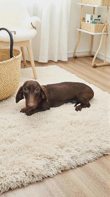 Étalon Teckel poil ras - CH. Cleopatra i bassoti di cremona