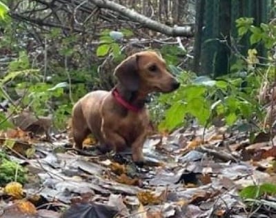 Étalon Teckel poil ras - Rhea dites rustine des Rivages du Lemboulas