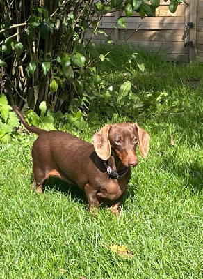 Étalon Teckel poil ras - Tic-tac dites thérèse de la Clairiere aux Cerfs