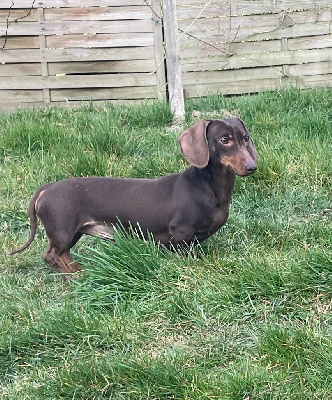 Étalon Teckel poil ras - Uno de l'enclos thierachien