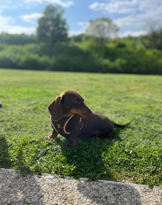 Étalon Teckel poil ras - Kelly (Sans Affixe)