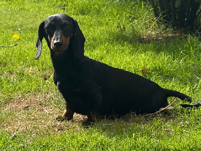 Étalon Teckel poil ras - Surprise ice cream dites sun shine des Rivages du Lemboulas