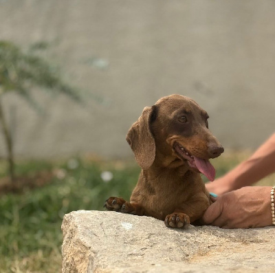 Étalon Teckel poil ras - Vaiana Des Alpes Bernoises