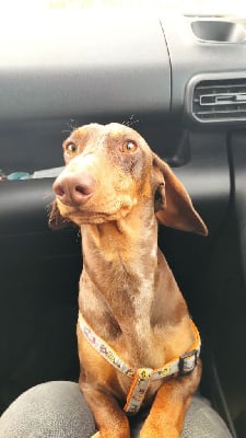 Étalon Teckel poil ras - Uranus Du Domaine De Jappeloup