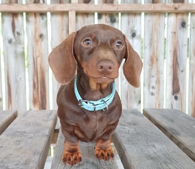 Étalon Teckel poil ras - Gabéric's An erge-vras