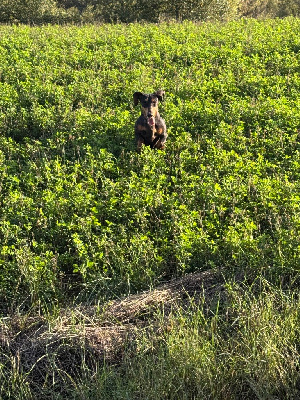 Étalon Teckel poil ras - Tit'louise du parfum de vanille