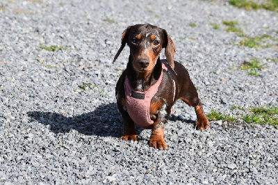 Étalon Teckel poil ras - Dana house of emma