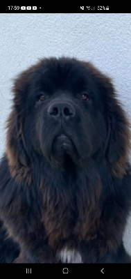 Étalon Terre-neuve - malashkina obush shed