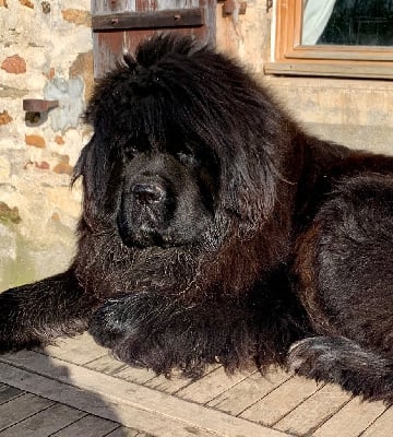 Étalon Terre-neuve - Deep Love Tessy