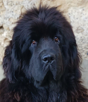 Étalon Terre-neuve - Abysse da cova da doncella