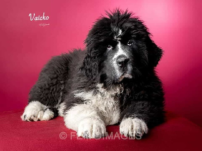 Étalon Terre-neuve - Vaïcko Des Badineries De Rose