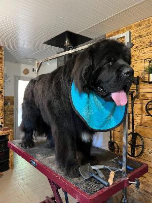 Étalon Terre-neuve - Torin des Trésors de Radjah