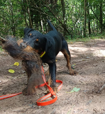 Étalon Terrier de chasse allemand - Ares de la vallée de la Blaise