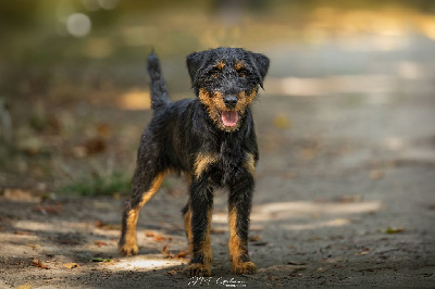 Étalon Terrier de chasse allemand - Vortex De Pech & Catmalou