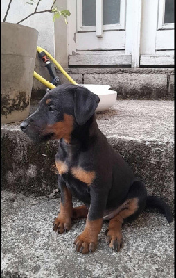 Étalon Terrier de chasse allemand - Ajax du loucherois