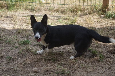 Étalon Welsh Corgi Cardigan - Véa Des Ered De Mononoke