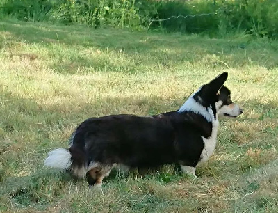 Étalon Welsh Corgi Pembroke - Yammi dite yummy casa della speranza