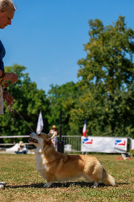 Étalon Welsh Corgi Pembroke - Vaya's melody Des Joyaux Des Rouges Terres
