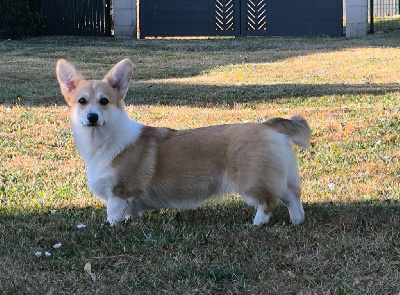 Étalon Welsh Corgi Pembroke - Bella sweet yummy