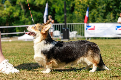 Étalon Welsh Corgi Pembroke - Prinkadiam Va petite sorcière