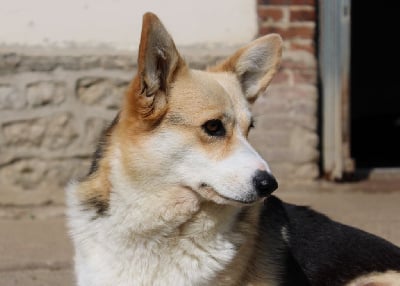 Étalon Welsh Corgi Pembroke - So smart du clos d'Arlequin