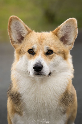 Étalon Welsh Corgi Pembroke - dorogoe udovolstvie West side story