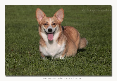 Étalon Welsh Corgi Pembroke - Opus Grande Very mim's