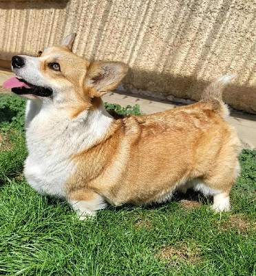 Étalon Welsh Corgi Pembroke - Bibi (dit tia) (Sans Affixe)