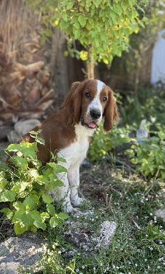 Étalon Welsh Springer Spaniel - Askimo loving star