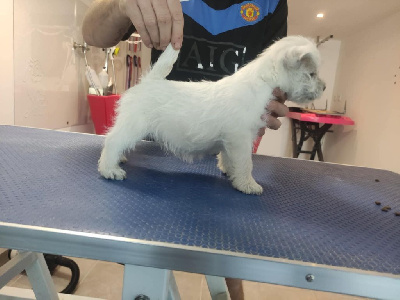Étalon West Highland White Terrier - Athena Du mat des oyats