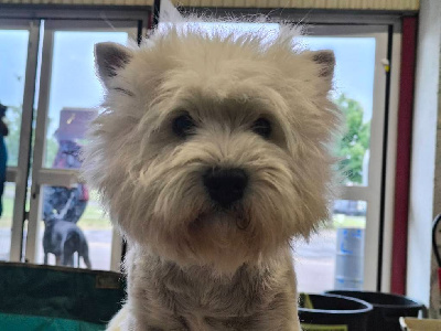Étalon West Highland White Terrier - Uno dos tres sol du vallon des Aures